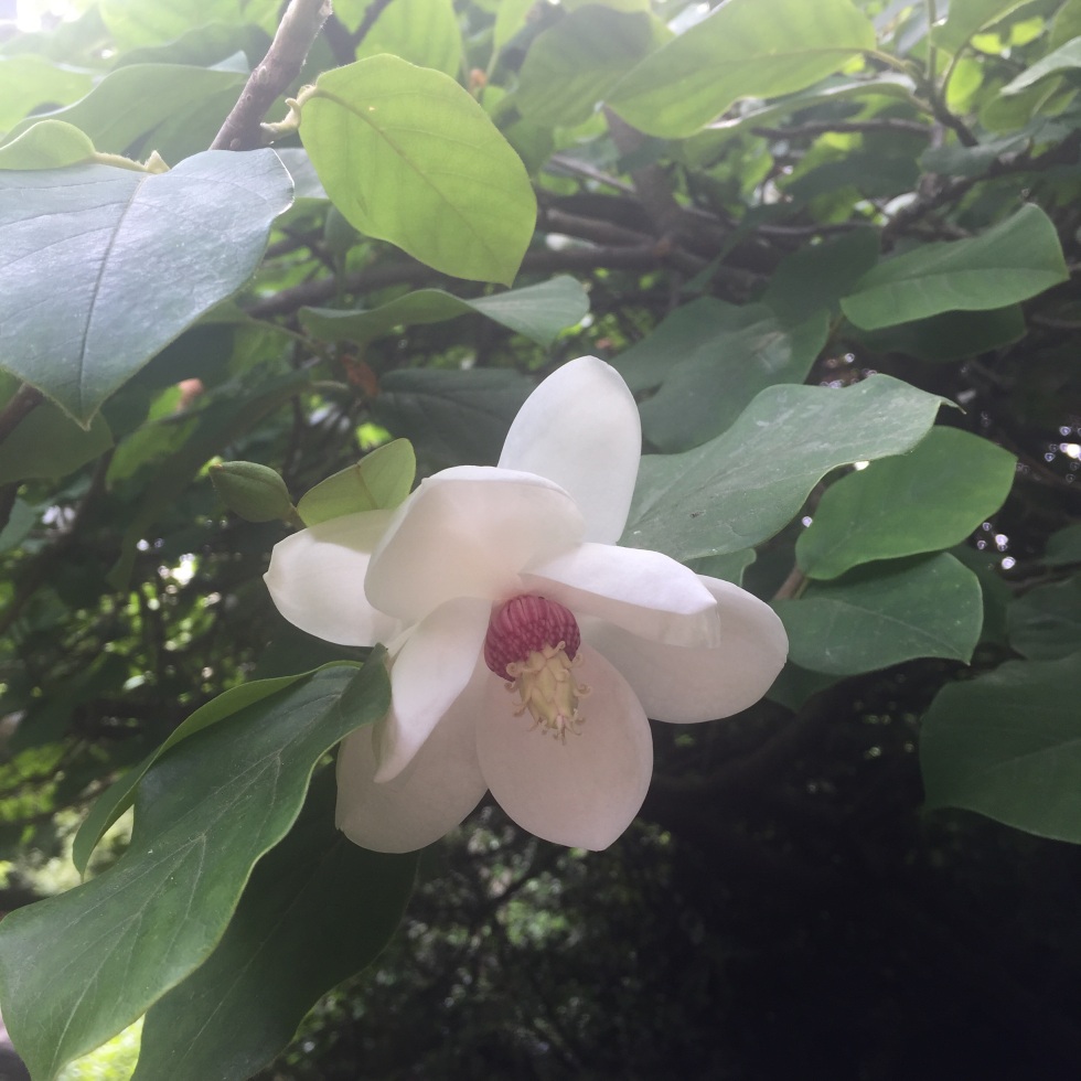 Oyama magnolia, Stanley Park